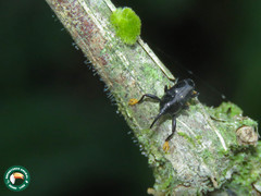 Linomadarus discalis