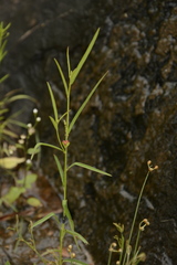 Microstachys chamaelea