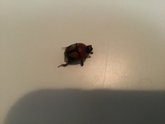 Bolbocerosoma farctum