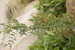 Pterolobium hexapetalum