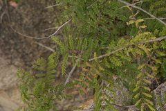 Pterolobium hexapetalum