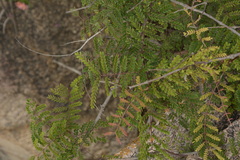 Pterolobium hexapetalum