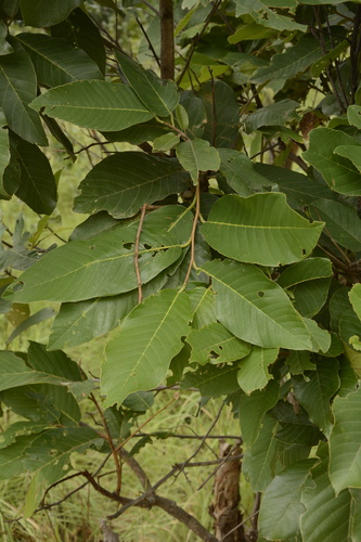 Image of White Meranti (Anthoshorea roxburghii) by (c) Siddarth Machado, some rights reserved (CC BY)
