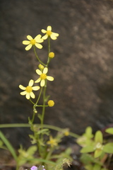 Senecio tenuifolius