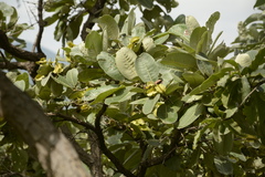 Terminalia elliptica