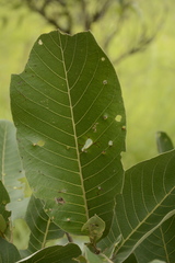 Terminalia elliptica