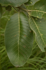 Terminalia elliptica