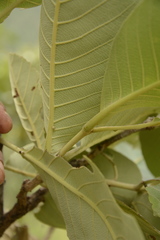 Terminalia elliptica