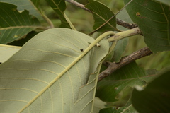 Terminalia elliptica