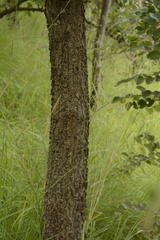 Terminalia elliptica