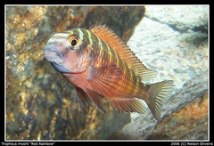 Blunthead Cichlid photo 3