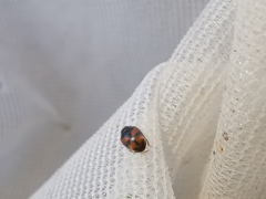 Scymnus subvillosus