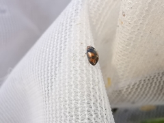 Scymnus subvillosus