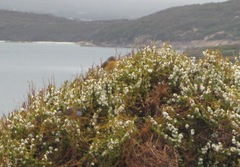 Stipiturus malachurus