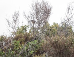 Stipiturus malachurus