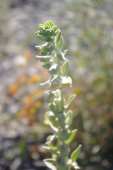 Schweinfurthia papilionacea