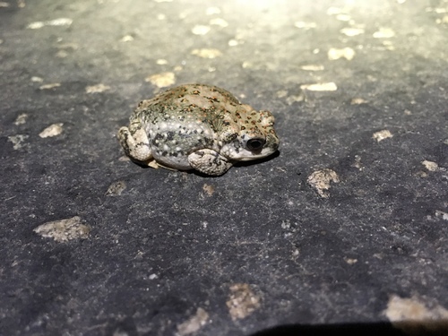iNaturalist observation photo of Red-spotted Toad