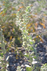 Schweinfurthia papilionacea