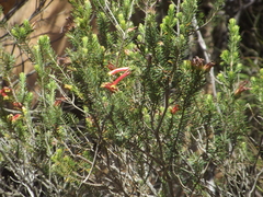 Erica unicolor