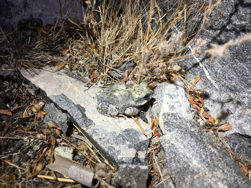 iNaturalist observation photo of Red-spotted Toad