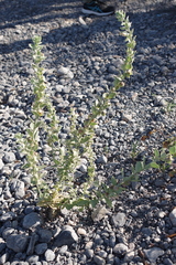 Schweinfurthia papilionacea