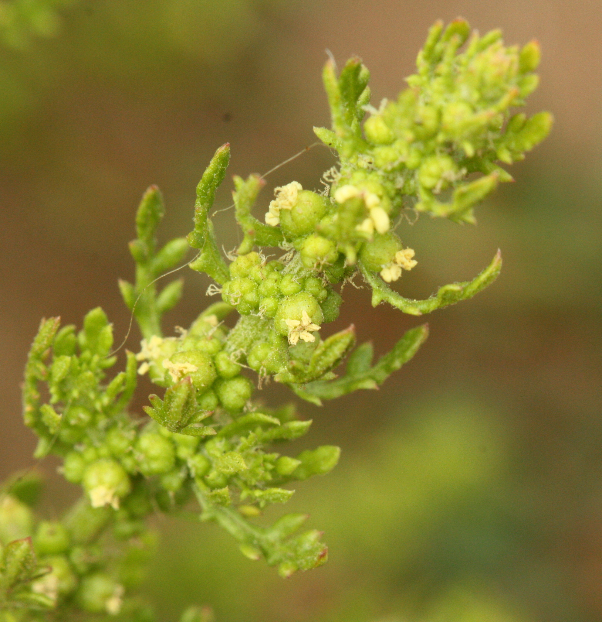 Dysphania multifida
