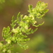 Cutleaf Goosefoot - Photo (c) Scott Loarie, some rights reserved (CC BY)