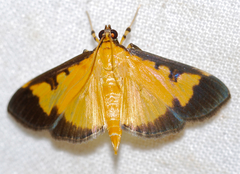 Goniorhynchus hampsoni
