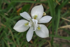 Moraea australis