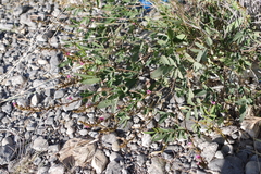 Tephrosia nubica