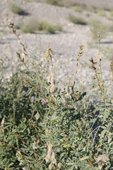Tephrosia nubica