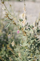 Tephrosia nubica