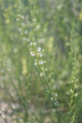 Ochradenus aucheri