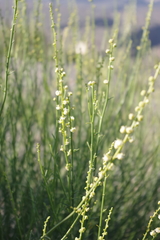 Ochradenus aucheri