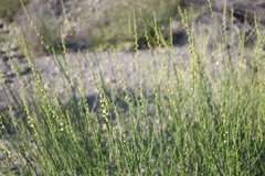 Ochradenus aucheri