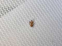 Dieckmanniellus nitidulus