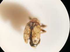 Dieckmanniellus nitidulus