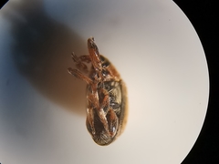 Dieckmanniellus nitidulus