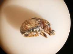 Dieckmanniellus nitidulus