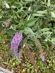 Buddleja davidii