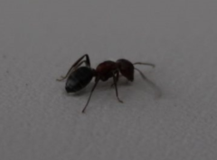 Camponotus planatus