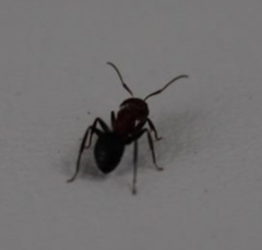 Camponotus planatus