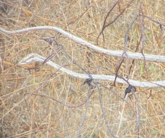 Thelotornis capensis