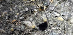 Oligolophus