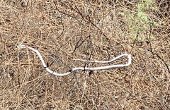 Thelotornis capensis