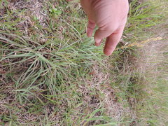 Eragrostis capensis