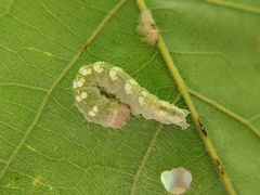 Acronicta increta