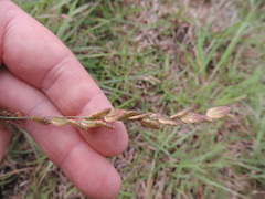 Eragrostis capensis