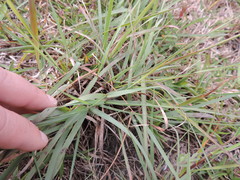Eragrostis capensis