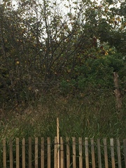 Pheucticus ludovicianus